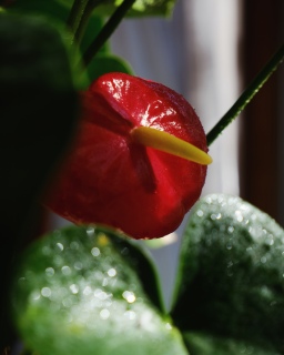 Anthurium